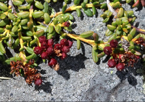 Loiseleuria procumbens